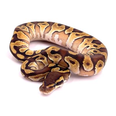 Python regius Enchi mojave het ultramel mâle NC 2024 6A