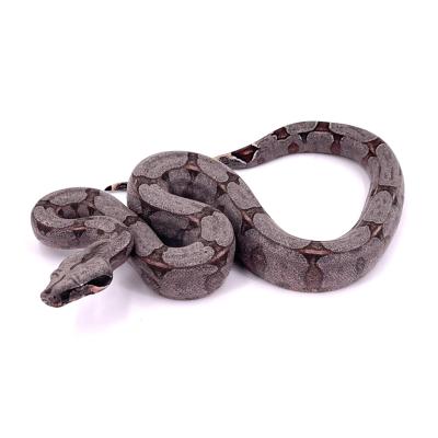 Boa constrictor amarali mâle NC 2024