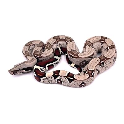 Boa constrictor Surinam mâle NC 2024 49297