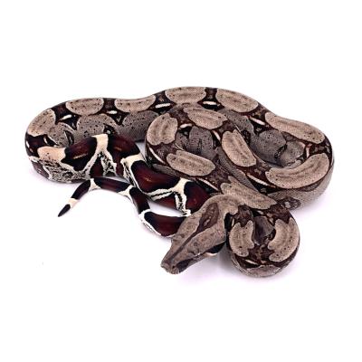 Boa constrictor Surinam mâle NC 2024 49906