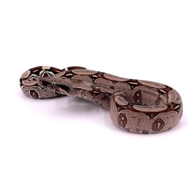 Boa constrictor Surinam femelle NC 2024 49289