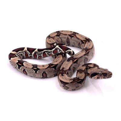 Boa constrictor Surinam femelle NC 2024 49294