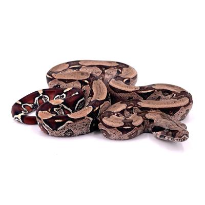 Boa constrictor Surinam mâle NC 2023 *2