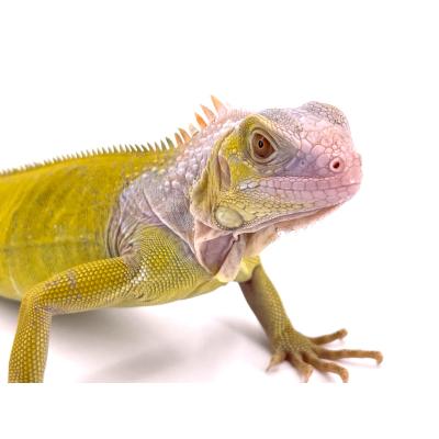 Iguana iguana Caramel albinos T+ mâle NC 2024 3461