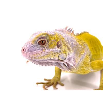 Iguana iguana Caramel albinos T+ mâle NC 2024 3464