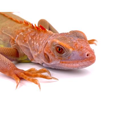 Iguana iguana Red hypo albinos T+ femelle (à confirmer) NC 2024 3471