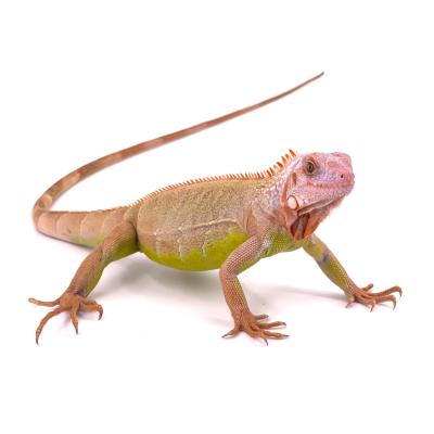 Iguana iguana Red hypo albinos T+ ruby eyes mâle NC 2024 3466