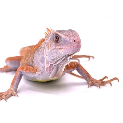 Iguana iguana Red hypo albinos T+ ruby eyes mâle NC 2024 3467