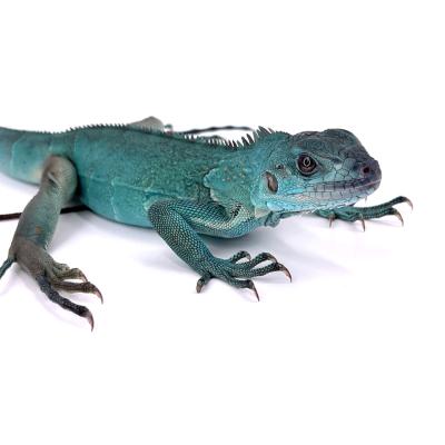 Iguana iguana Blue Thaï Rachan femelle  NC 2024 3460