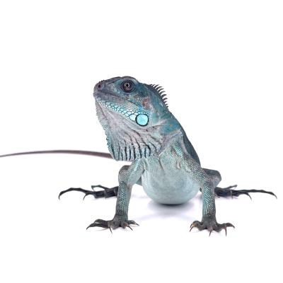 Iguana iguana Blue Thaï Rachan mâle NC 2024 3500