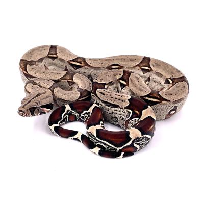 Boa constrictor Equateur femelle NC France 2024 02