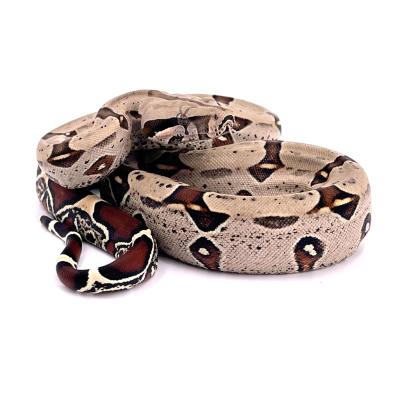 Boa constrictor Equateur femelle NC France 2024 03