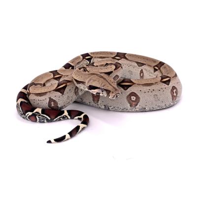 Boa constrictor Equateur mâle NC France 2024 01