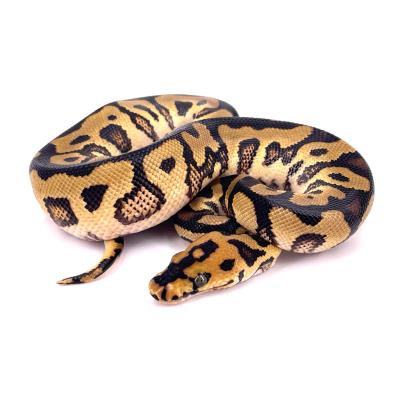 Python regius Spotnose yellow belly clown mâle NC 2024 403862