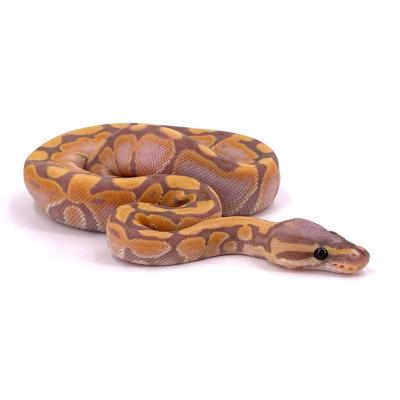 Python regius Banana 66% poss het tri stripe mâle NC 2024 40463