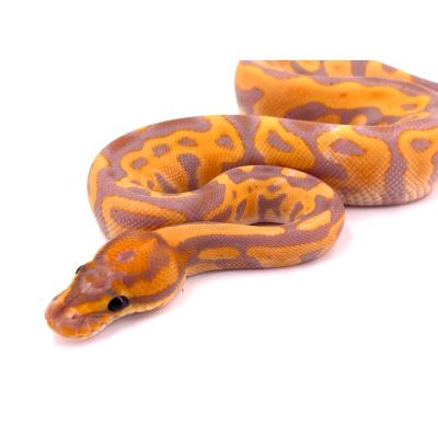 Python regius Banana leopard blaze het clown femelle NC 2024 40242