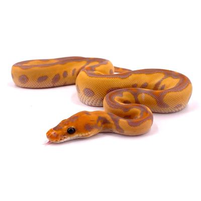 Python regius Banana leopard blaze yellow belly clown femelle NC 2024 40399