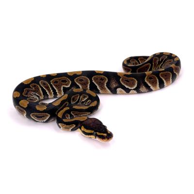 Python regius Chocolate 66% het clown mâle 13a