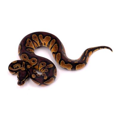 Python regius Enchi black head het lavender 50% het ultramel mâle NC 2024 24a