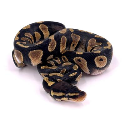 Python regius Pastel chocolate het pied 66% het hypo femelle NC 2024 40461 3A