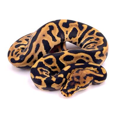 Python regius Leopard spotnose possible yellow belly het clown mâle NC 2024 40683