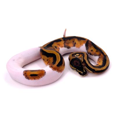 Python regius Leopard pied het clown mâle NC 2024 40811