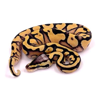 Python regius Enchi fire pastel yellow belly het clown mâle NC 2024 11a