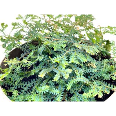 Selaginella uncinata pot de 6 cm