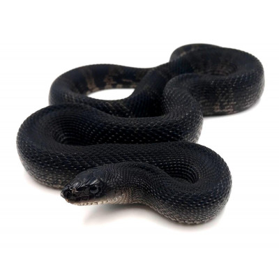 Pituophis melanoleucus lodingi 2023