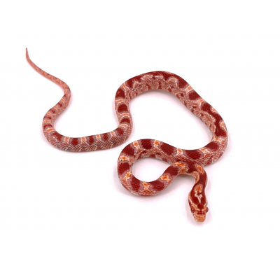 Pantherophis guttatus Okeetee albinos 2024