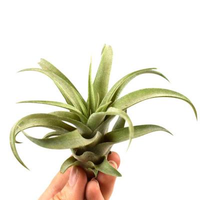 Tillandsia capitata peach green