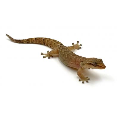 Lepidodactylus lugubris small