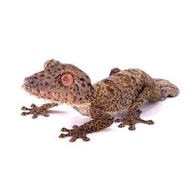 Uroplatus henkeli NC 2023