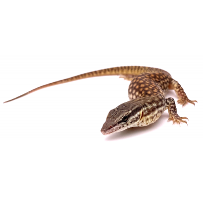 Varanus acanthurus NC 2024 femelle à confirmer