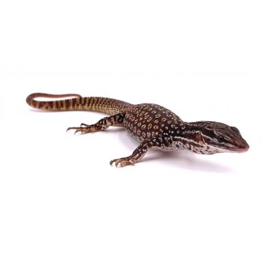 Varanus acanthurus Red Ackie NC 2024