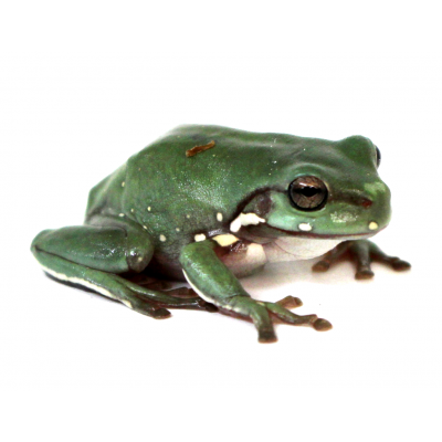 Litoria caerulea 6/8 cm