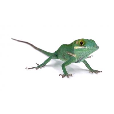 Anolis baracoae nc 2024