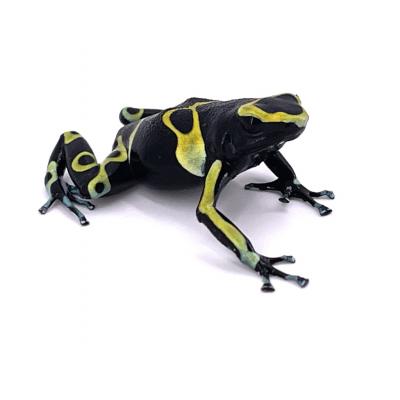 Dendrobates leucomelas Cerro Autana