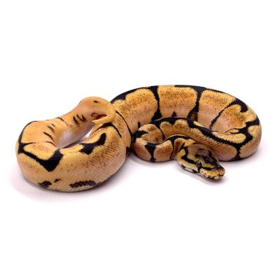 Python regius Super orange dream spider mâle NC 2024 1031