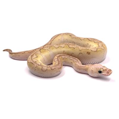 Python regius Clown lesser pastel mâle NC 2024