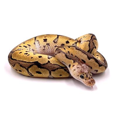 Python regius Clown pastel mâle NC 2024 9684