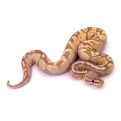 Python regius Banana gravel pastel femelle NC 2024 5206