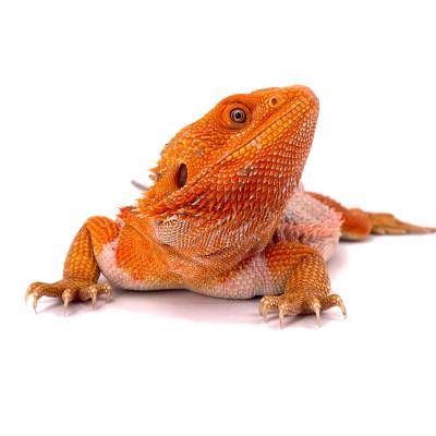 Pogona vitticeps Hypo red mâle A2 43cm