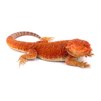 Pogona vitticeps Hypo red mâle A2 44cm