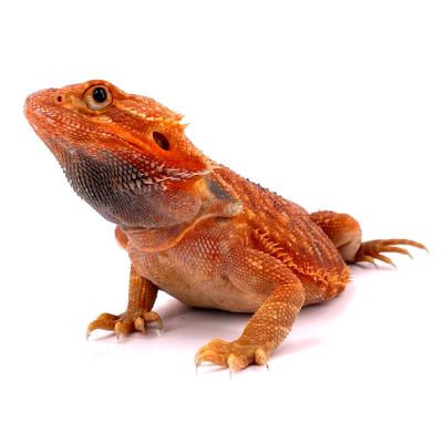 Pogona vitticeps Hypo red trans stripe mâle A4 43cm