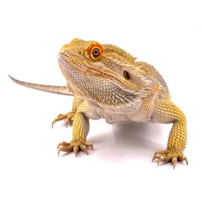 Pogona vitticeps Hypo citrus blue bar mâle B1 50cm nommé "Malabar"