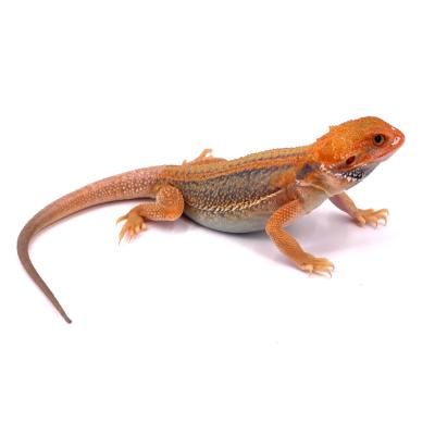 Pogona vitticeps Thunder trans (souche thaïlandaise) femelle B2 32 cm