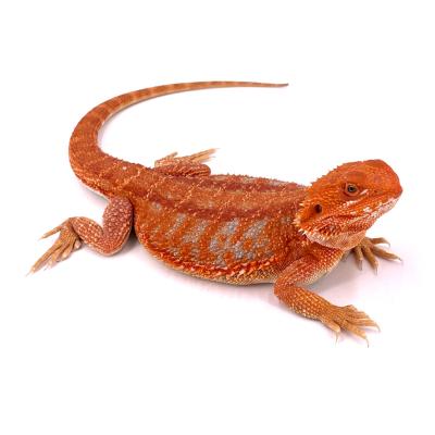 Pogona vitticeps Extrem red hypo blue bar (souche Thaïlande) femelle B3 38 cm