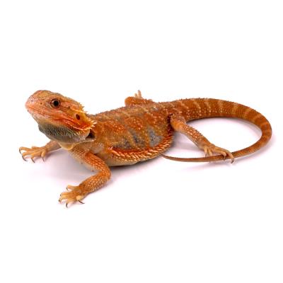 Pogona vitticeps Trans blue bar mâle D2 32 cm