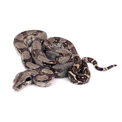 Boa constrictor longicauda